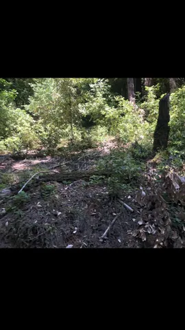 a view of a lake from a yard