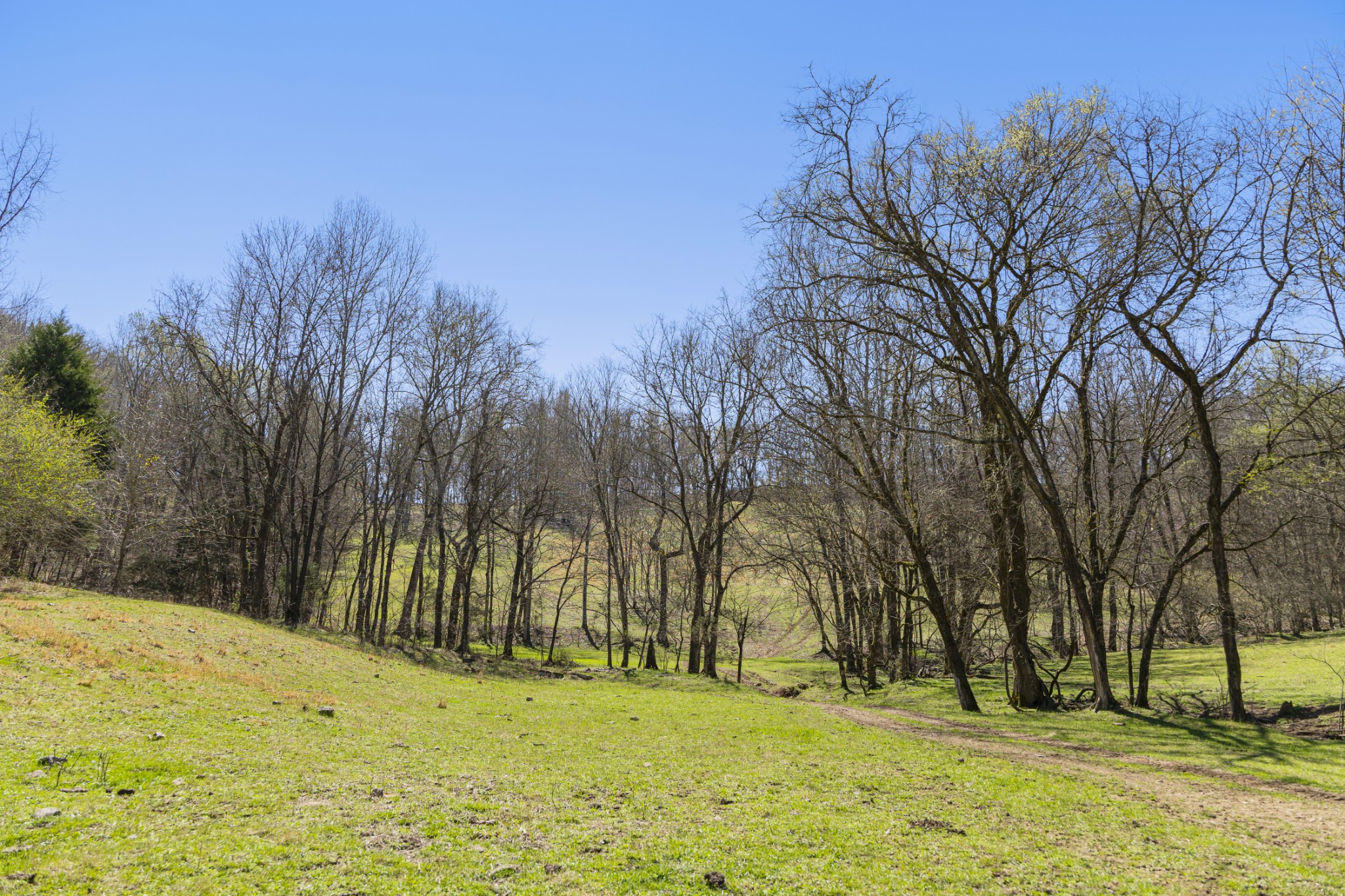 30 King Hollow Road Frankewing, TN 38459 - Photo 12 of 49 a view of yard with trees