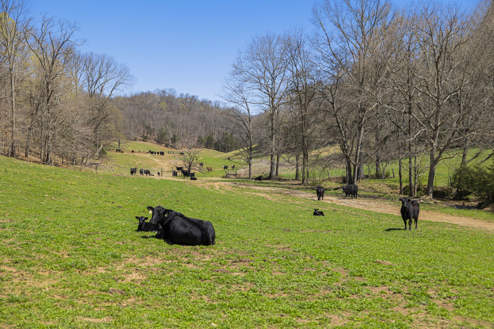 30 King Hollow Road Frankewing, TN 38459 - Photo 13 of 49 a view of a park with large trees