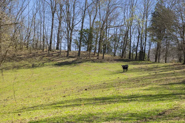 a view of outdoor space with swimming pool