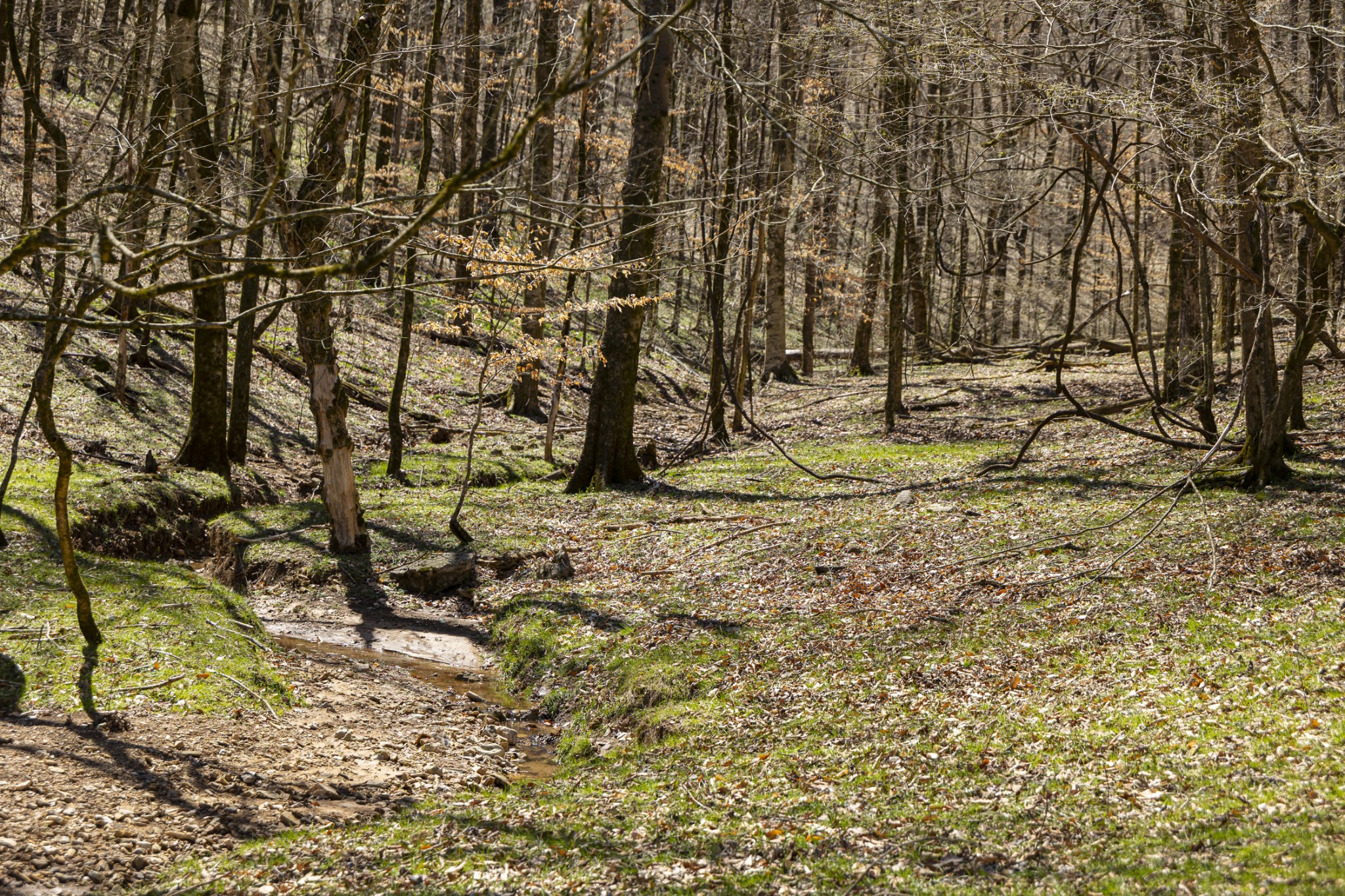 30 King Hollow Road Frankewing, TN 38459 - Photo 2 of 49 a backyard of a house with a large tree
