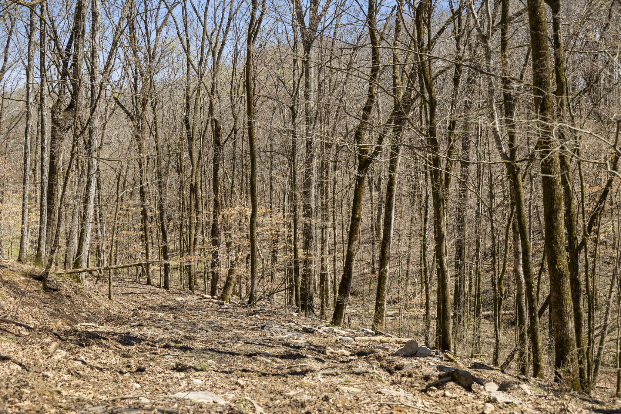 30 King Hollow Road Frankewing, TN 38459 - Photo 27 of 49 a view of a backyard of a house