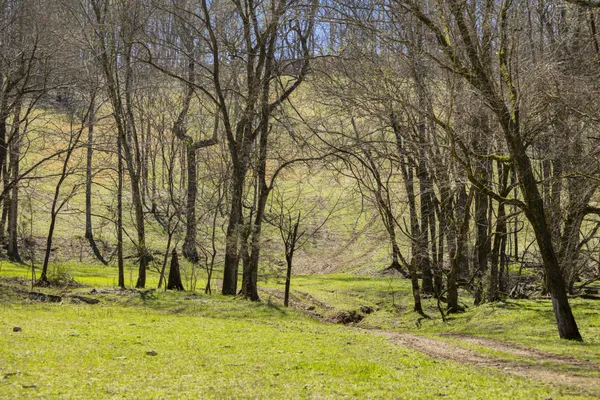 a view of swimming pool with trees