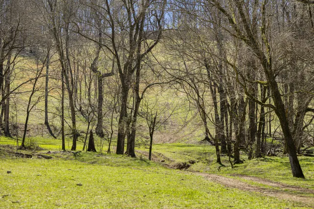 a view of swimming pool with trees