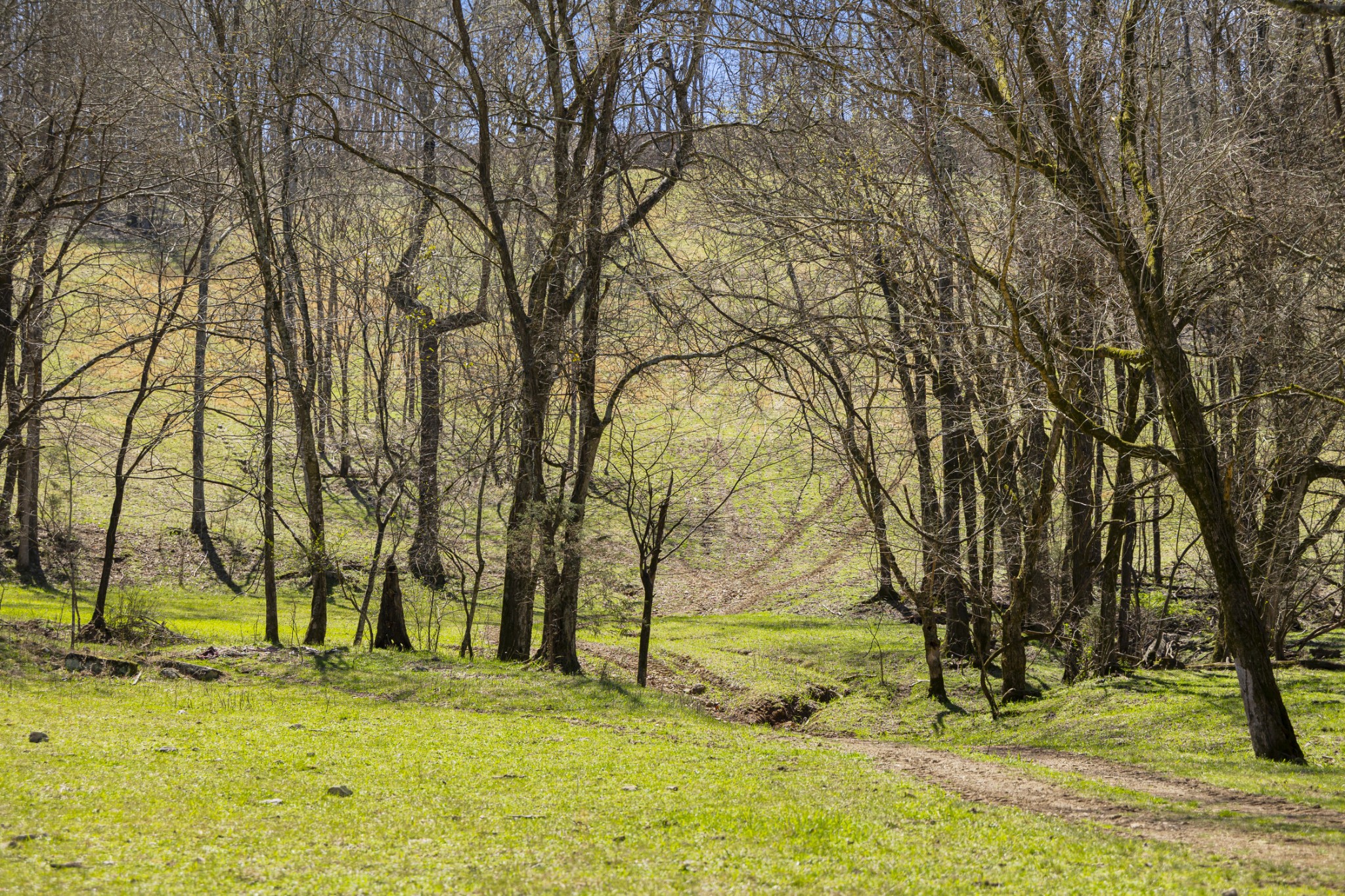 30 King Hollow Road Frankewing, TN 38459 - Photo 3 of 49 a view of swimming pool with trees