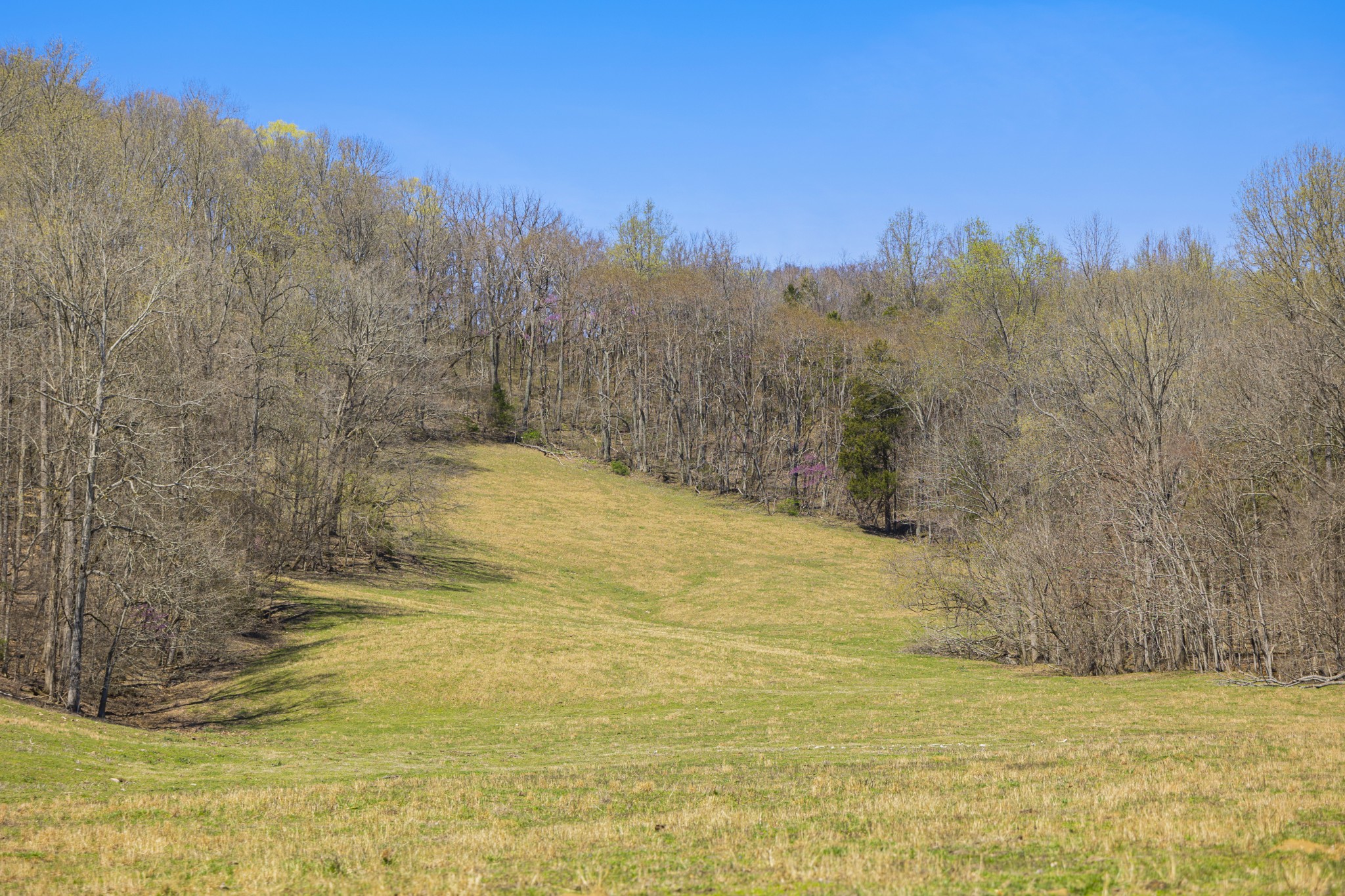 30 King Hollow Road Frankewing, TN 38459 - Photo 32 of 49 a view of a yard with a house in the background