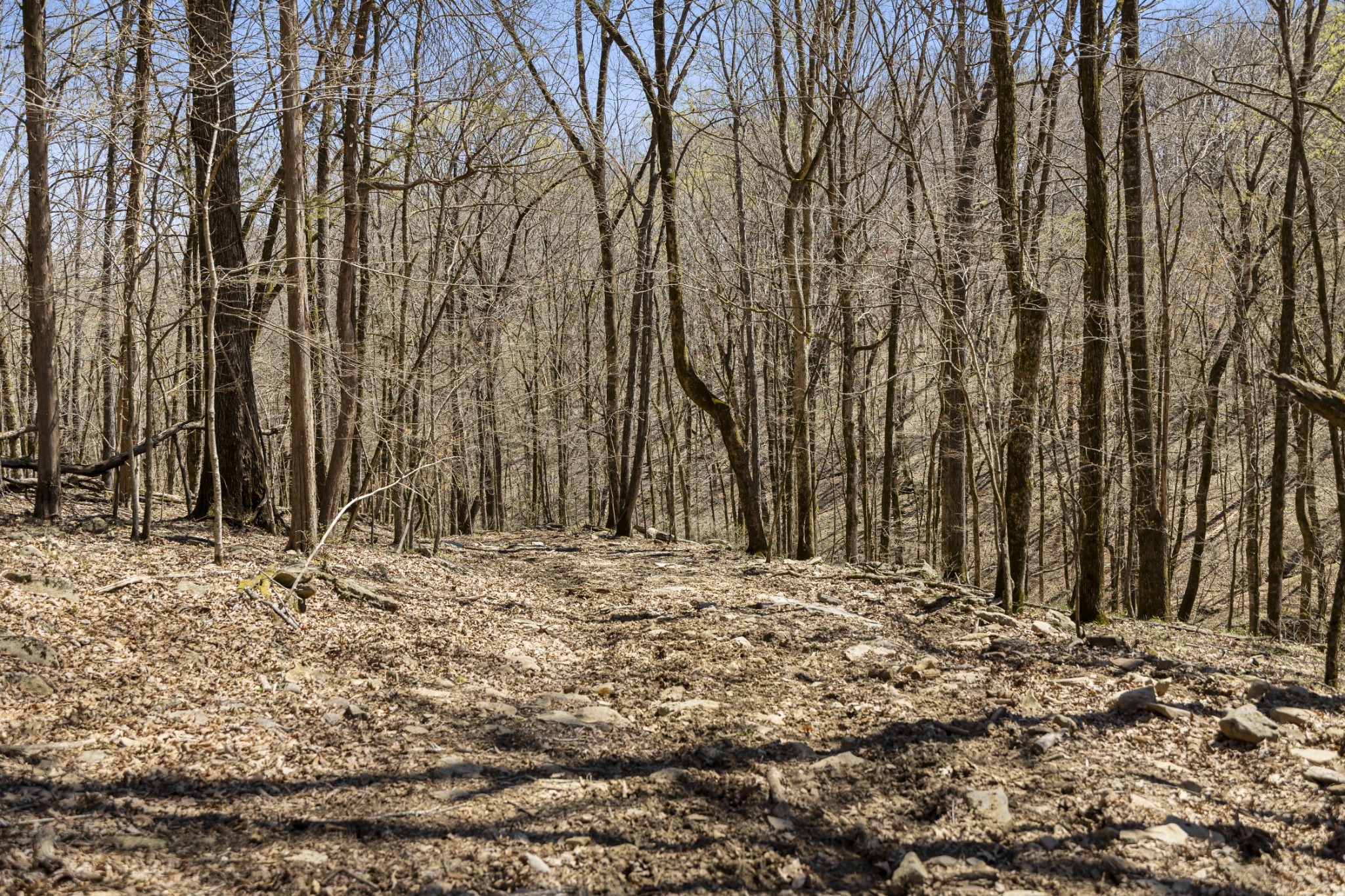 30 King Hollow Road Frankewing, TN 38459 - Photo 37 of 49 a view of a backyard of the house