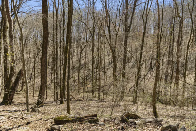 a view of a yard covered with trees