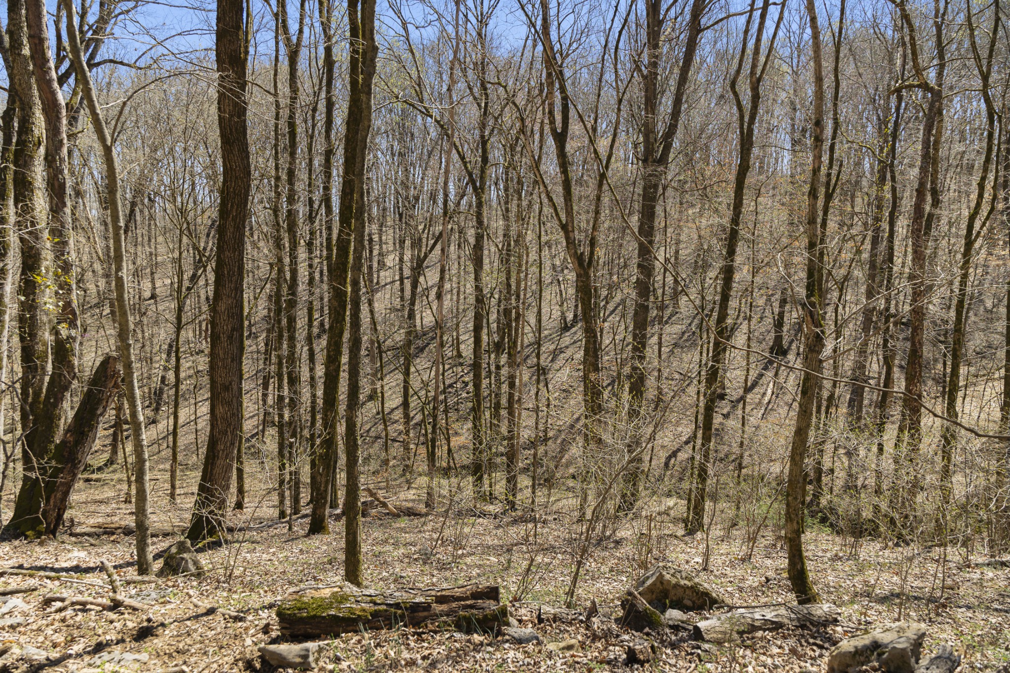 30 King Hollow Road Frankewing, TN 38459 - Photo 47 of 49 a view of a backyard of the house