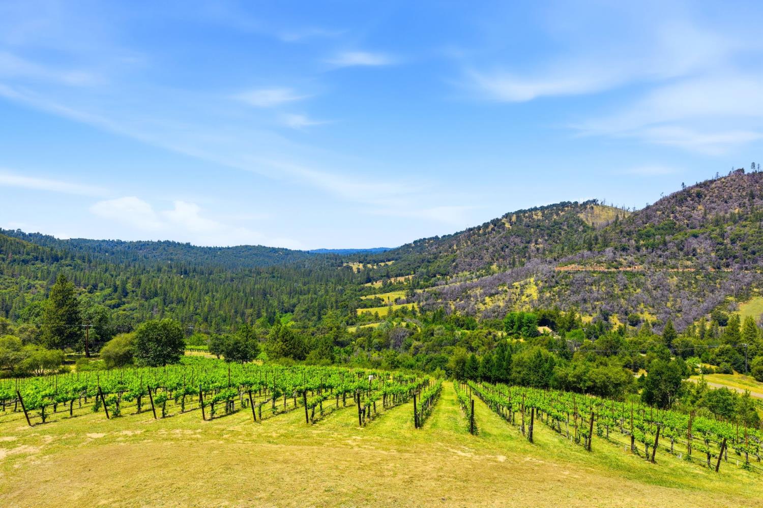 7201 Happy Valley Road Somerset, CA 95684 - Photo 44 of 75 The vineyard is freshly manicured, and ready to start the growing season.