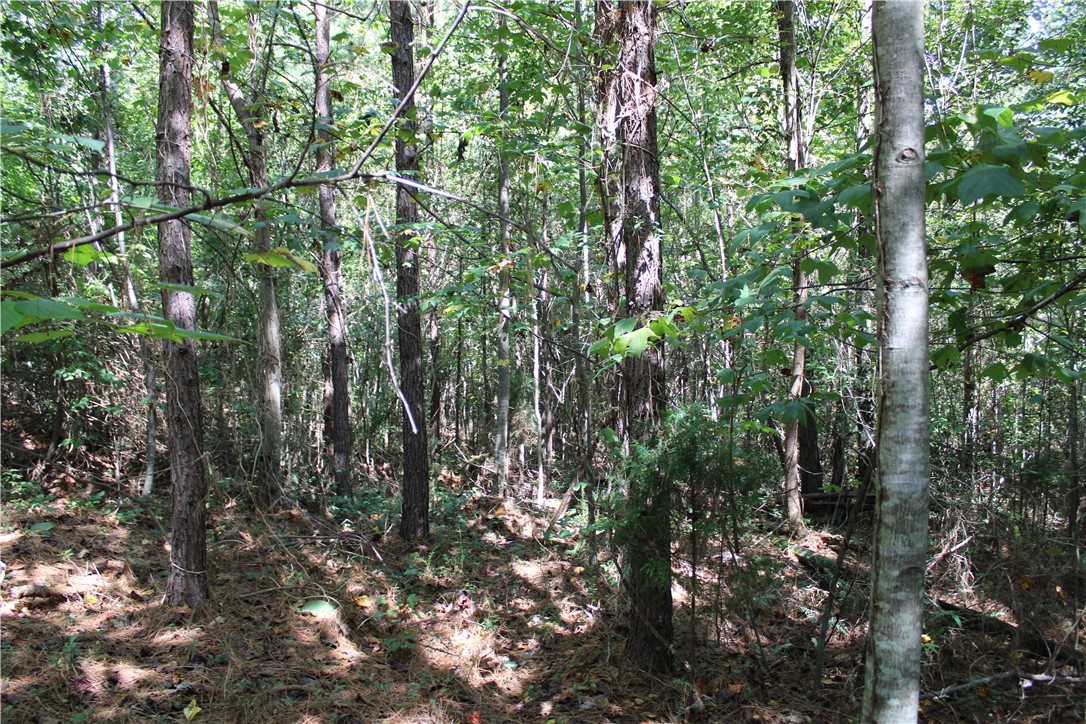 250 Cobb Bridge Road Westminster, SC 29693 - Photo 4 of 14 Gallery Image 4