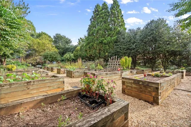 a street view with tall trees