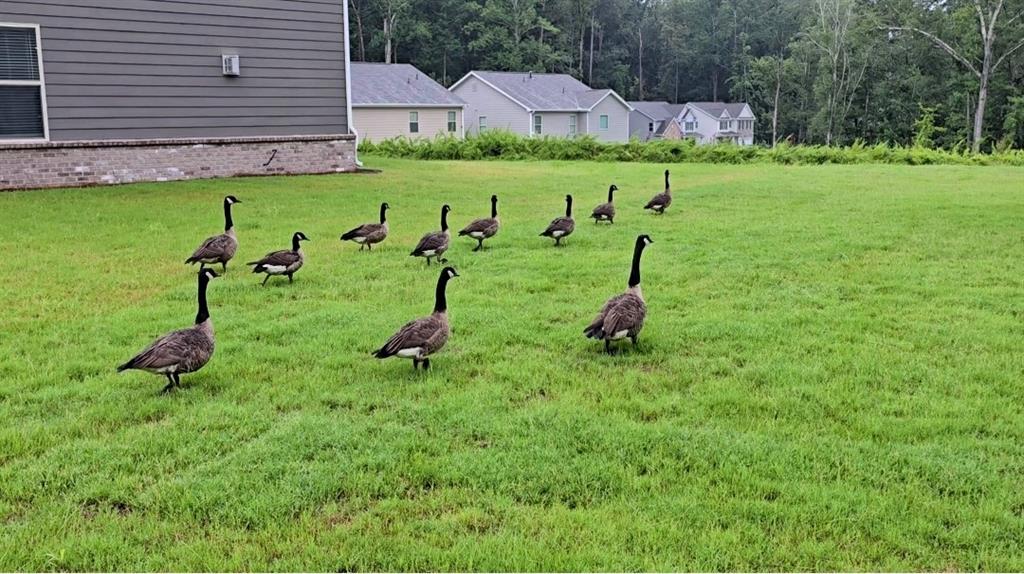 3856 Lockaby Way Lawrenceville, GA 30044 - Photo 4 of 36 a backyard of a house with lots of green space