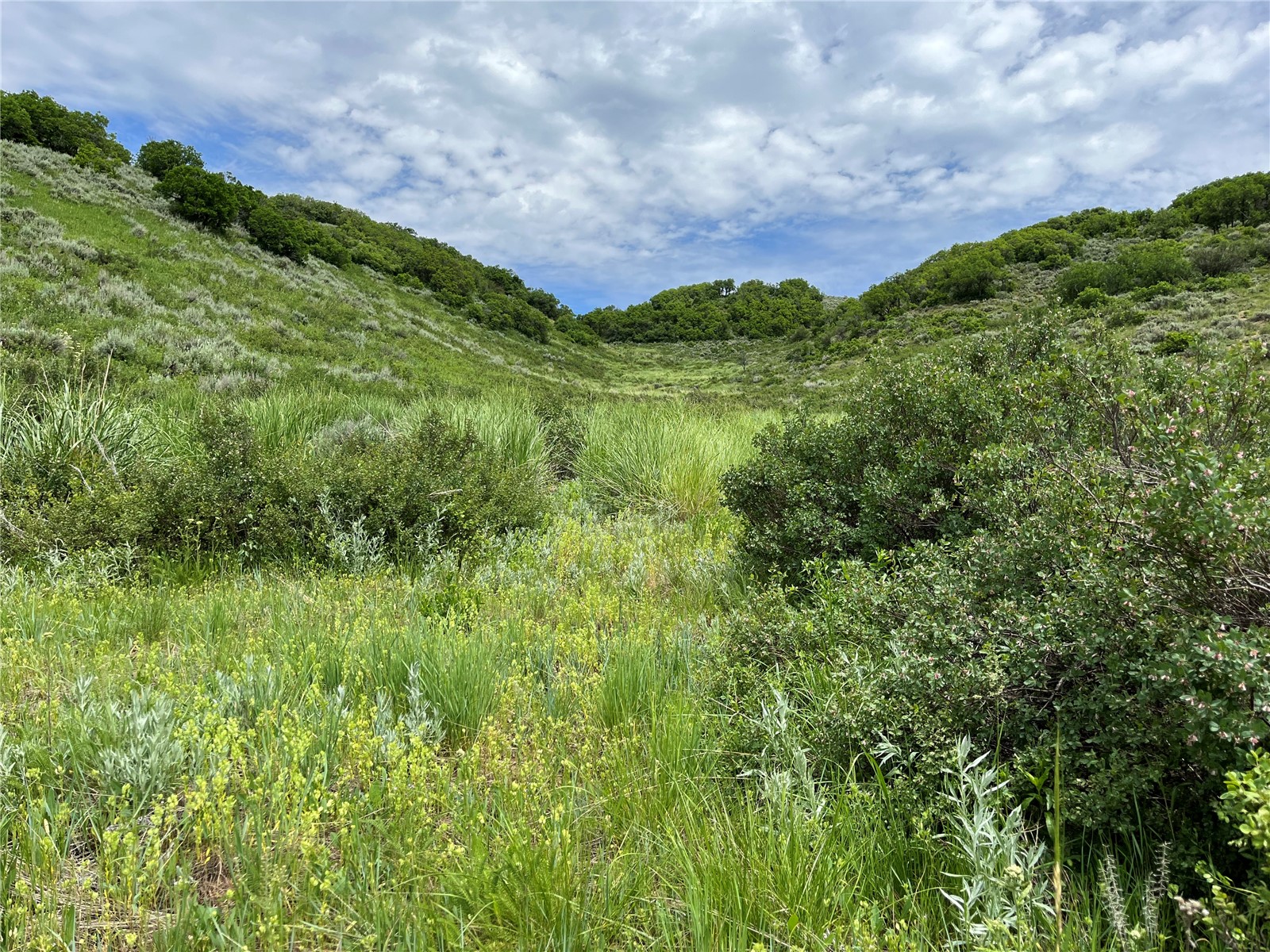 46 Routt County Road Steamboat Springs, CO 80487 - Photo 3 of 23 a view of a lush green space