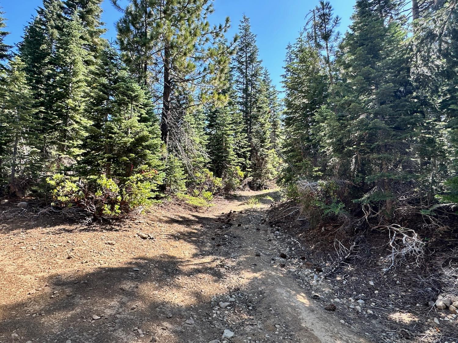 19611 Marsh Mill Road Nevada City, CA 95959 - Photo 11 of 32 a view of a forest with trees