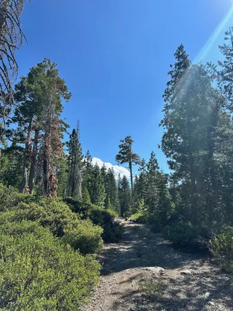 a view of a covered with trees in the background