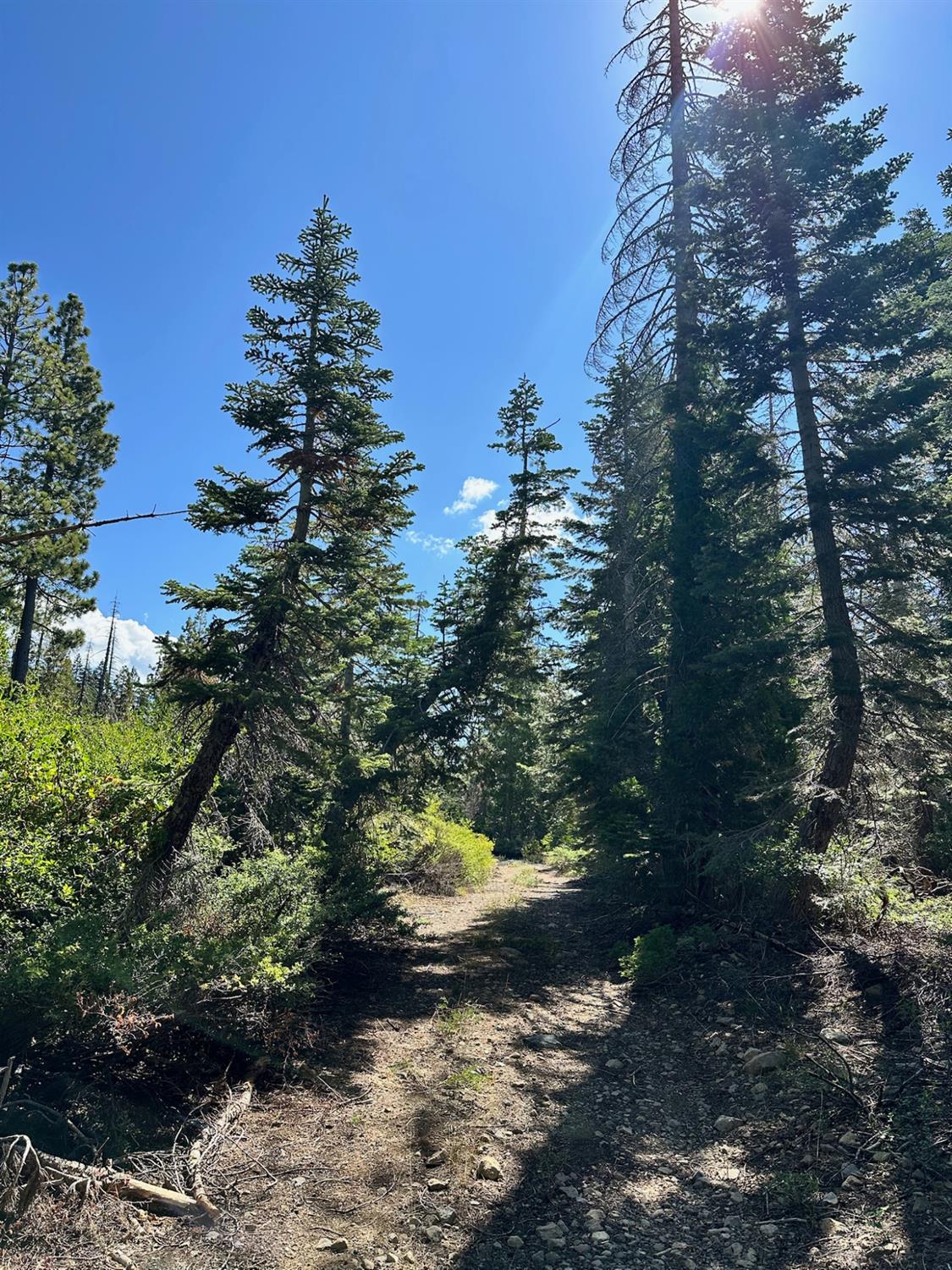 19611 Marsh Mill Road Nevada City, CA 95959 - Photo 18 of 32 a view of a tree with a yard