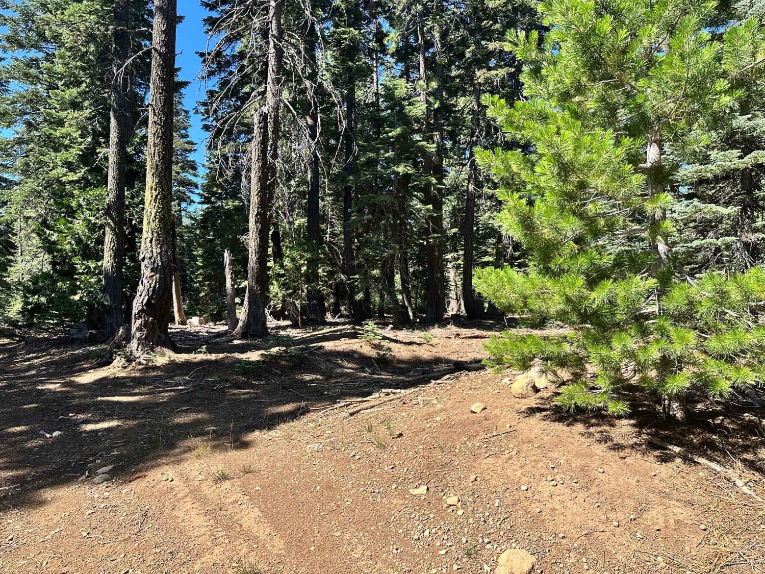 19611 Marsh Mill Road Nevada City, CA 95959 - Photo 20 of 32 a view of a tree with a yard
