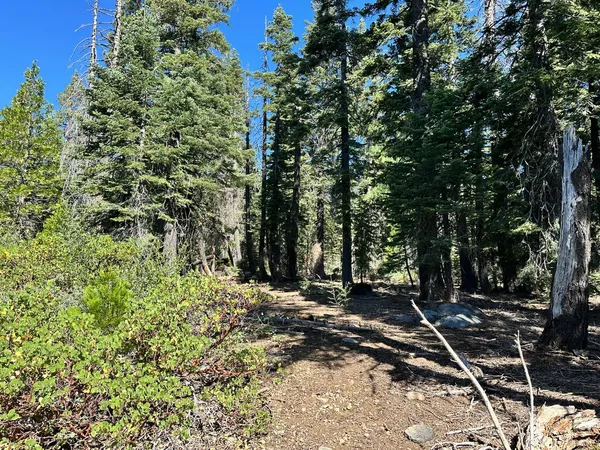a view of tree