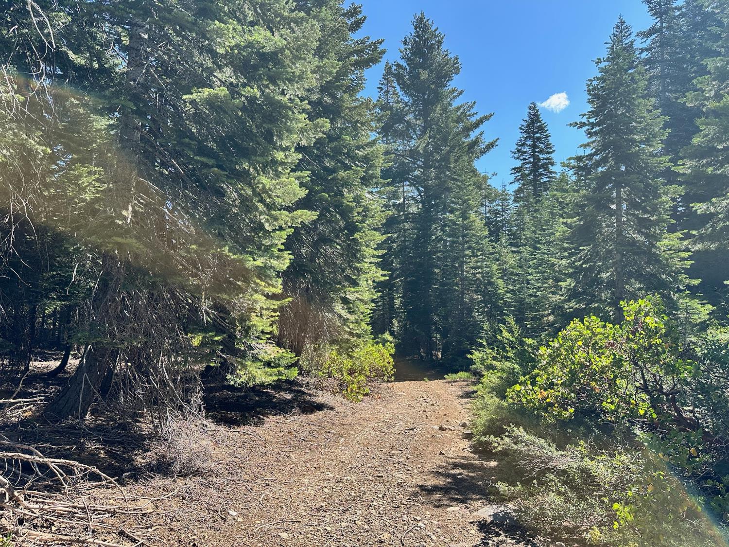 19611 Marsh Mill Road Nevada City, CA 95959 - Photo 8 of 32 a view of a yard with plants and trees