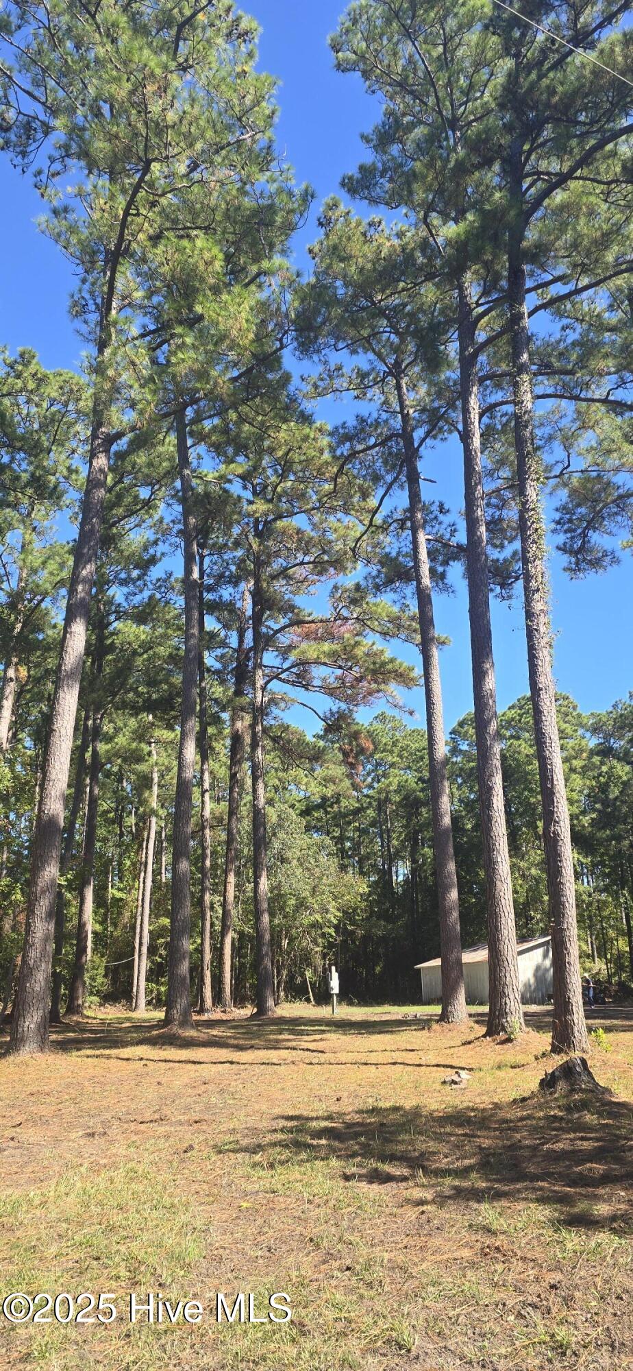250 North Pigott Road Gloucester, NC 28528 - Photo 5 of 8 Surrounded by Nature – Mature pines create a peaceful setting.