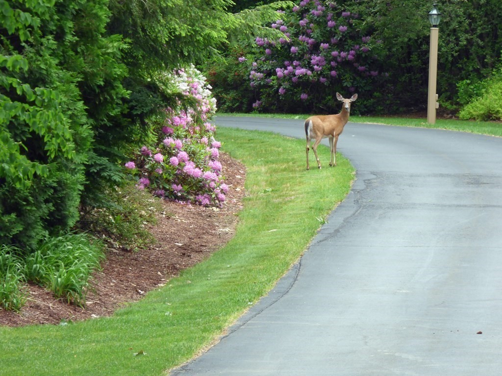 63 Sandgully Road South Deerfield, MA 01373 - Photo 40 of 42 Gallery Image 40