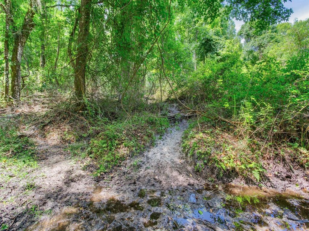 Spring Lake Highway Brooksville, FL 34602 - Photo 26 of 49 a view of a lush green forest with lots of trees