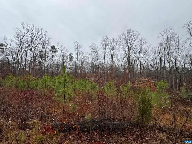 a view of backyard with tree