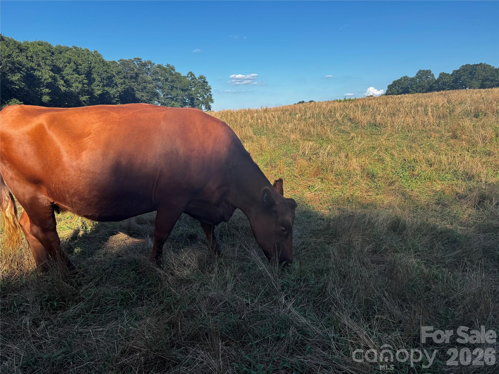 328 Sandy Run Church Road Mooresboro, NC 28114 - Photo 27 of 48