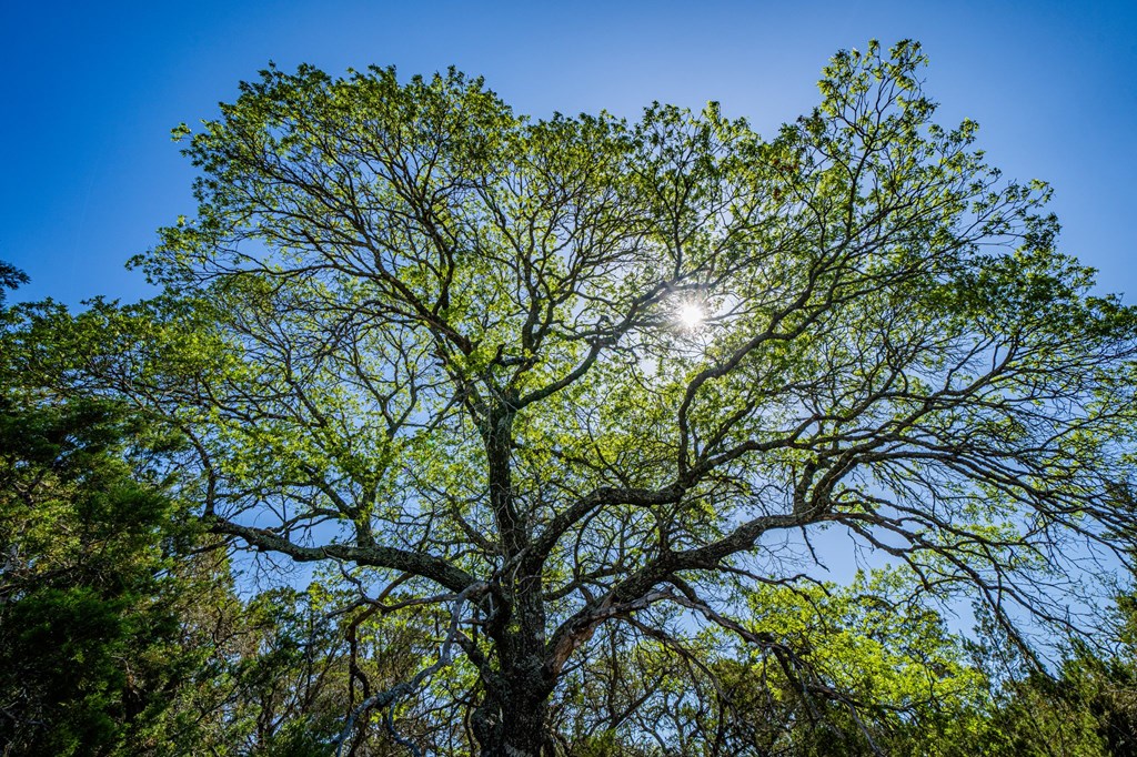 0 West Other Hunt, TX 78024 - Photo 8 of 14 a backyard of a house with lots of green space