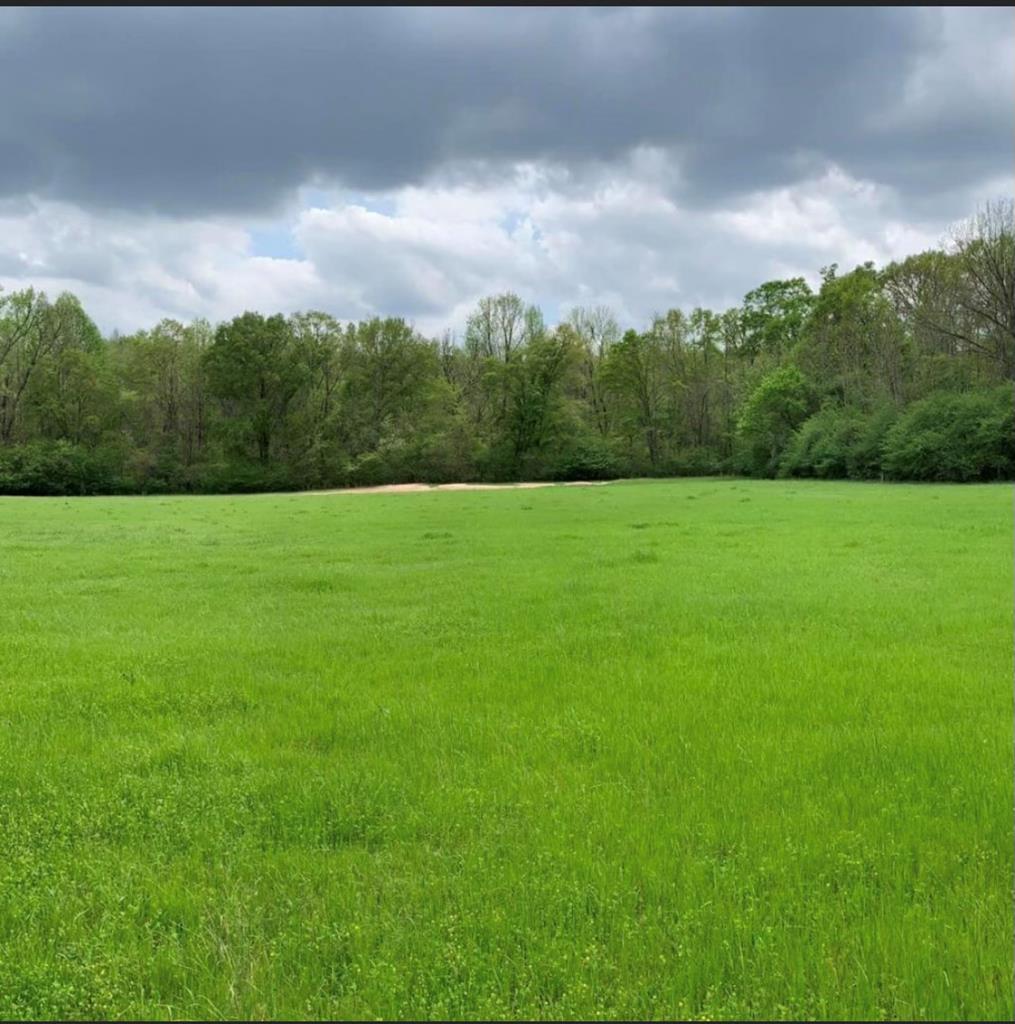 0 Fryer Road Shiloh, GA 31826 - Photo 4 of 15 Gallery Image 4