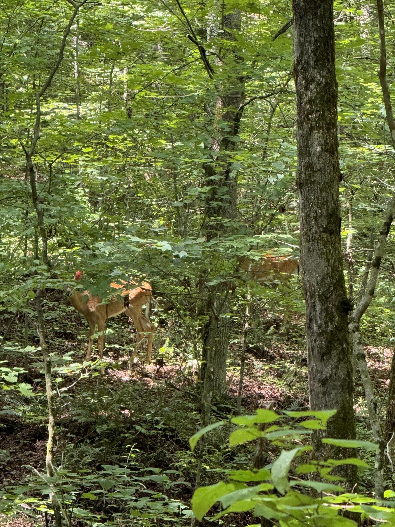 999 Trace Branch Road Livingston, KY 40445 - Photo 4 of 14 IMG_3462