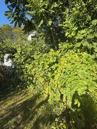 a view of a tree