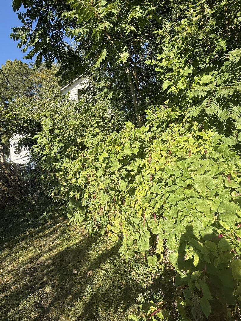 445 155th Place Calumet City, IL 60409 - Photo 5 of 14 a view of a tree