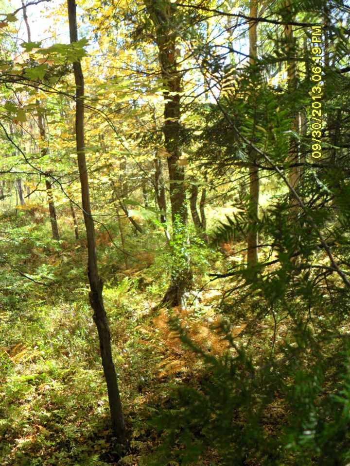 5584 West 12 Road Mesick, MI 49668 - Photo 16 of 73 1796970-15.JPG