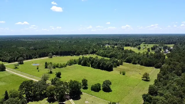 a view of a lush green forest
