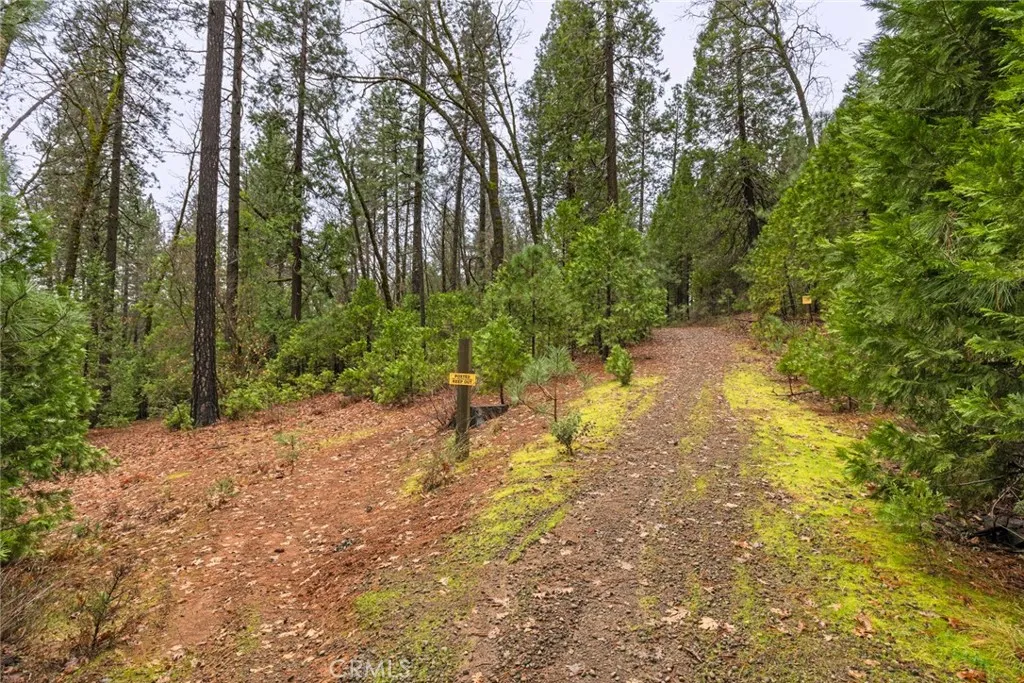 0 Christina Drive Magalia, CA 95954 - Photo 7 of 18 a view of a yard with large trees