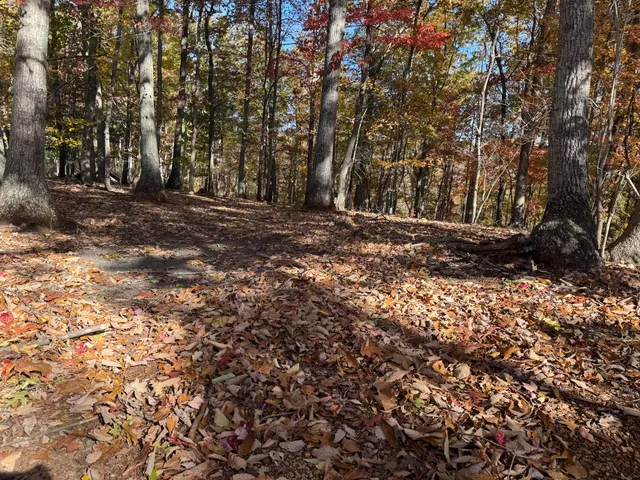 a view of a tree in the middle of a yard