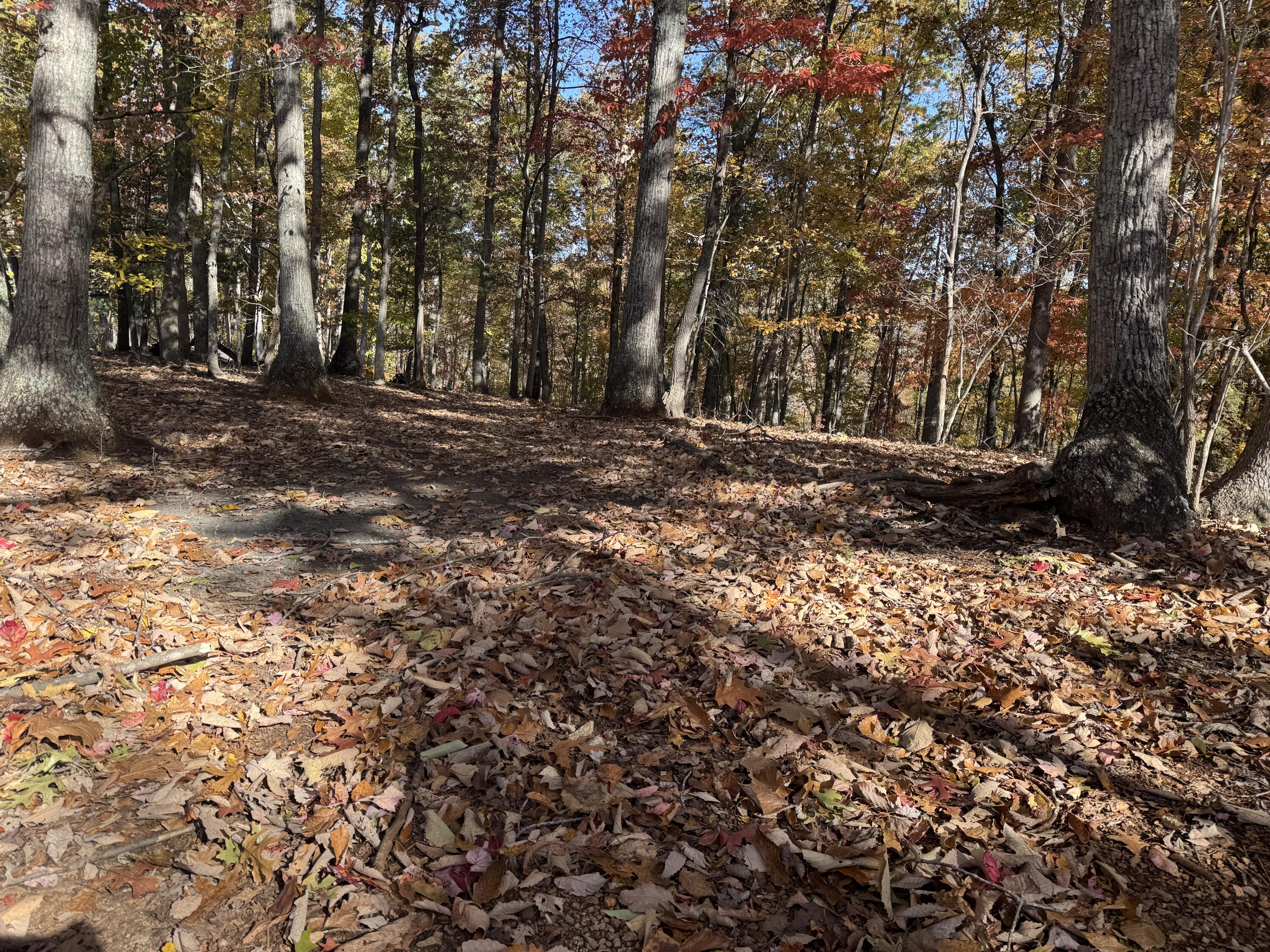 Lot2 Snidow Drive Goodview, VA 24095 - Photo 3 of 8 a view of outdoor space with trees