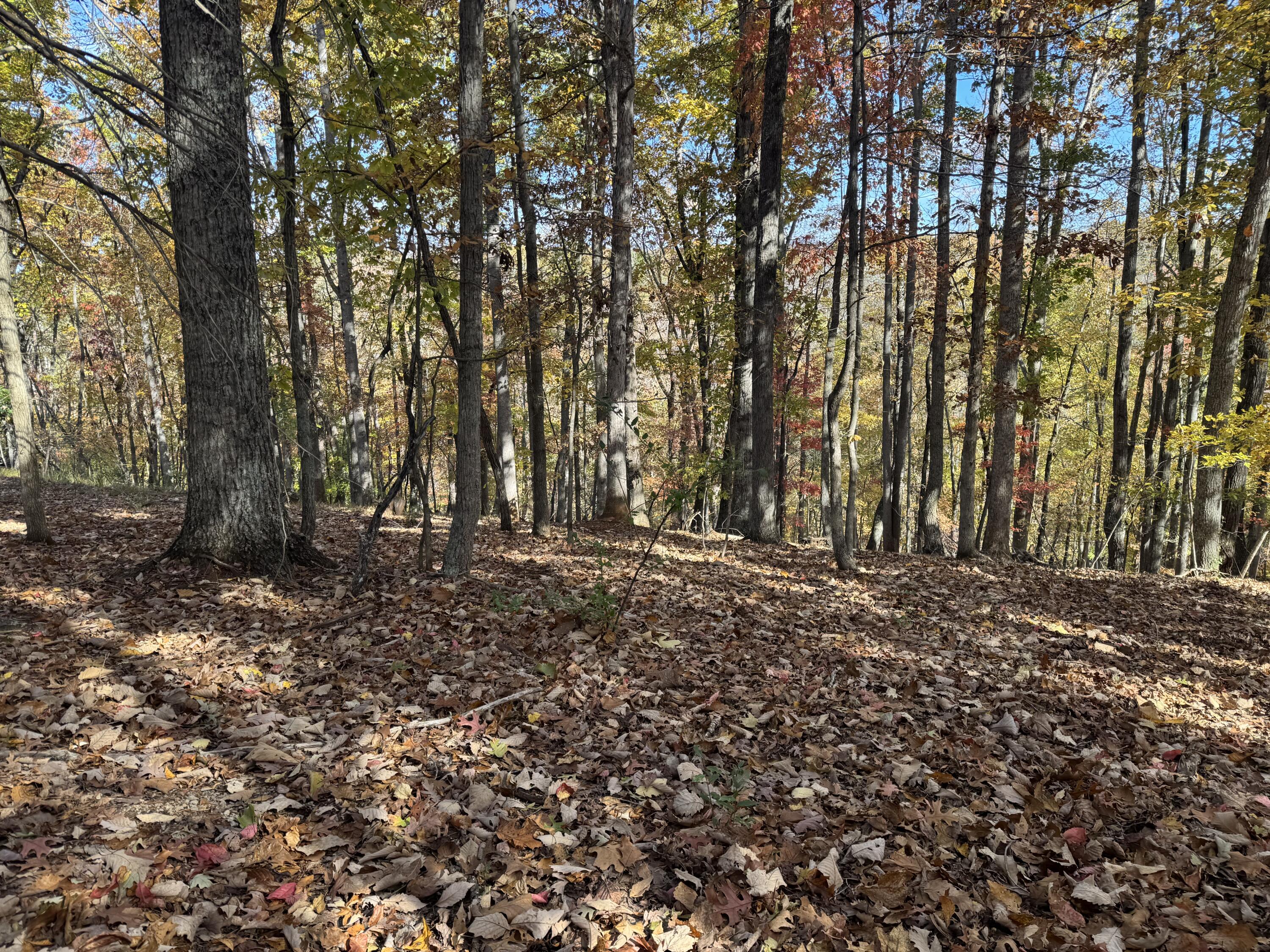 Lot2 Snidow Drive Goodview, VA 24095 - Photo 6 of 8 a view of outdoor space with trees