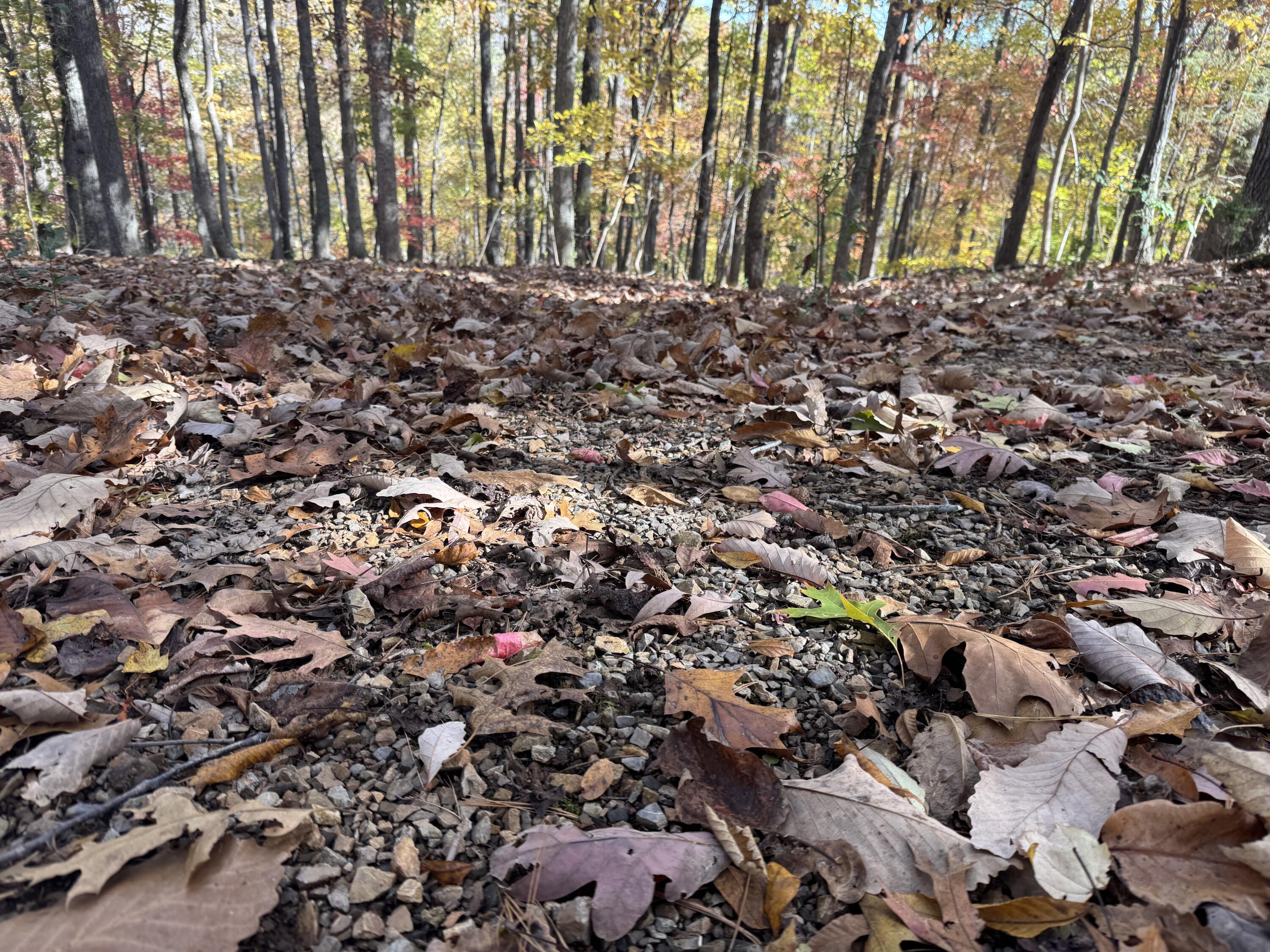 Lot2 Snidow Drive Goodview, VA 24095 - Photo 7 of 8 a view of a area with lots of trees