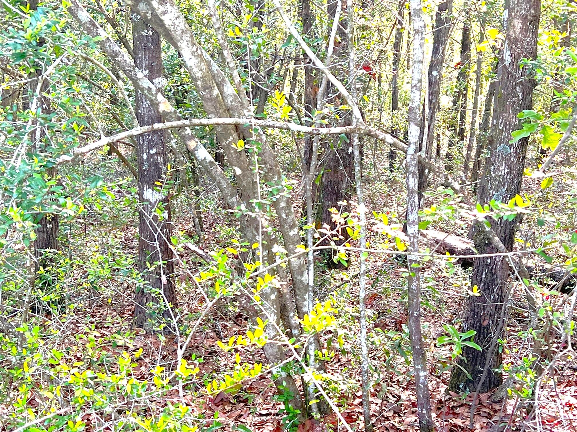 Lot 10 Deer Valley Road DeFuniak Springs, FL 32433 - Photo 3 of 7 a picture of tree