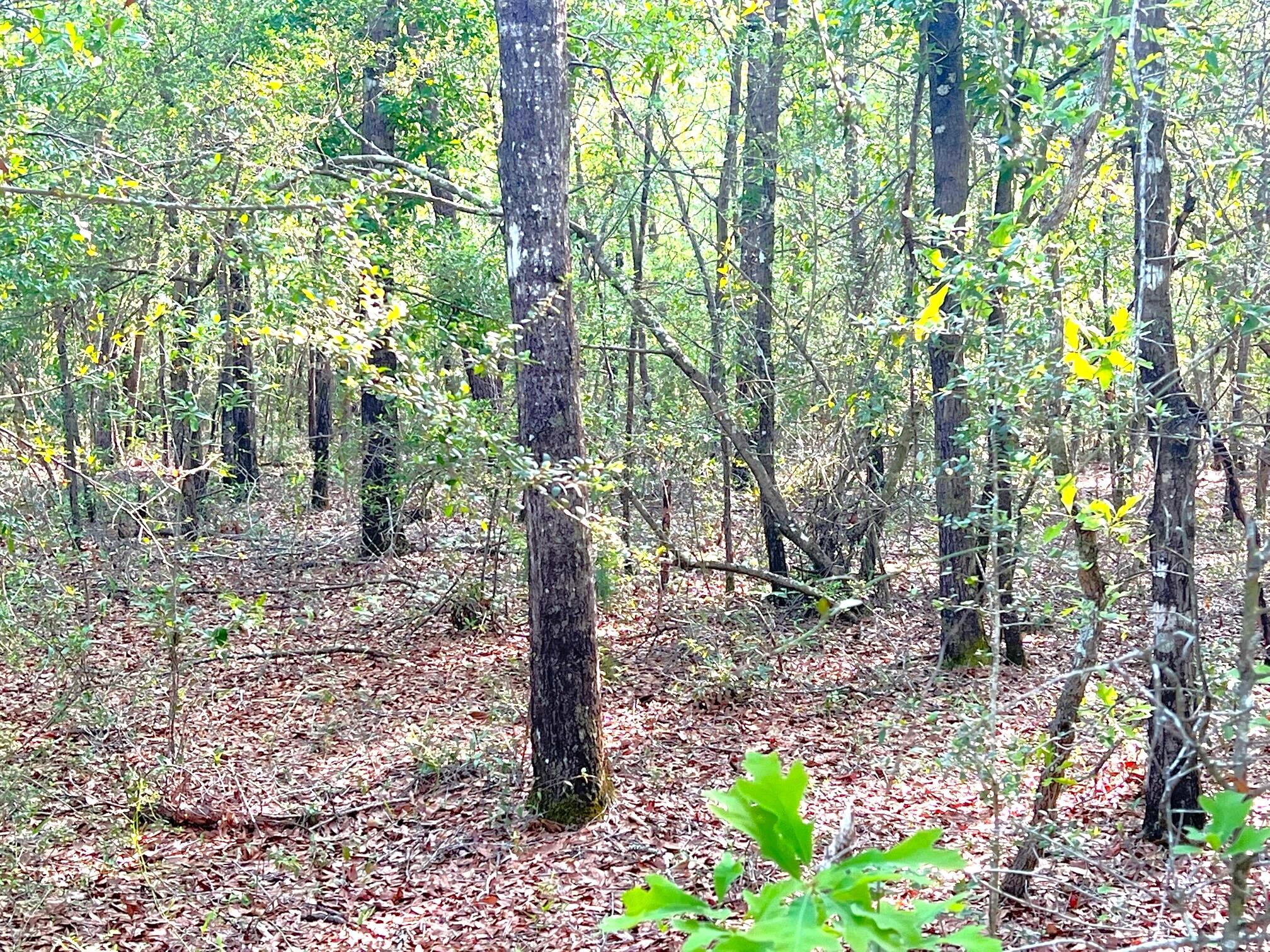 Lot 10 Deer Valley Road DeFuniak Springs, FL 32433 - Photo 5 of 7 a view of a garden with a tree