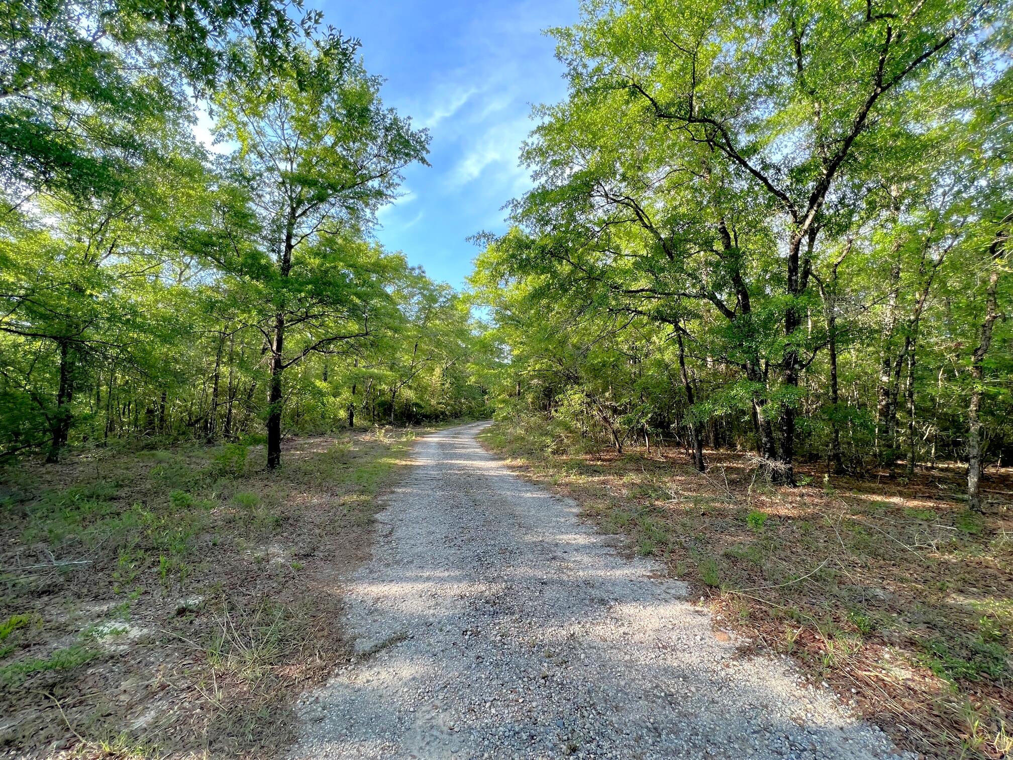 Lot 10 Deer Valley Road DeFuniak Springs, FL 32433 - Photo 6 of 7 a view of a forest with trees in the background