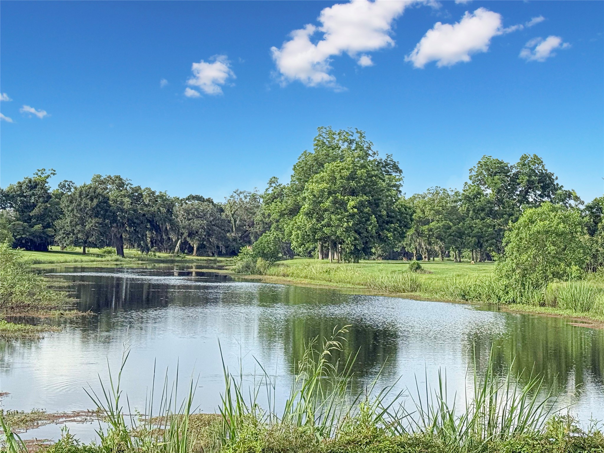 807 Mill Road Angleton, TX 77515 - Photo 5 of 46 Waterfront bayou setting with abundant wildlife.