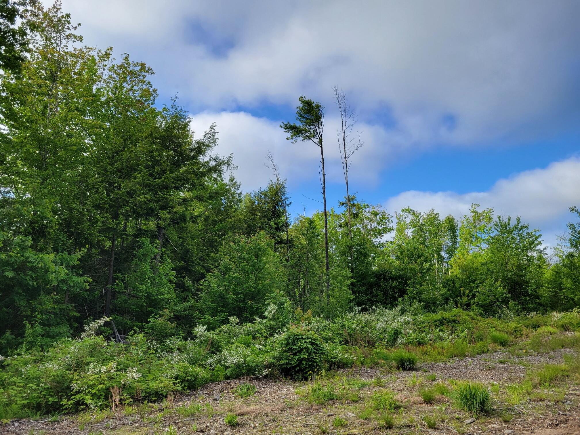 Lot 4-95 Ridge Road, Unit LOT 4 Lisbon, ME 04252 - Photo 6 of 20 Lot 4 Ridge Rd