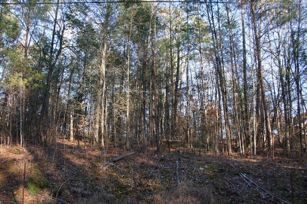 21 Pleasant Valley Road Cosby, TN 37722 - Photo 4 of 6