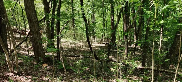 a view of forest