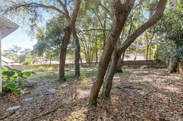a view of a forest filled with trees