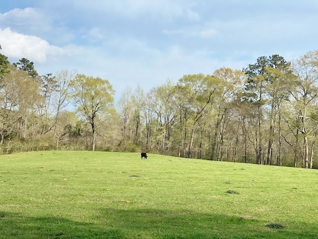 72 Eddie Webb Road Tylertown, MS 39667 - Photo 20 of 29 Photo 20